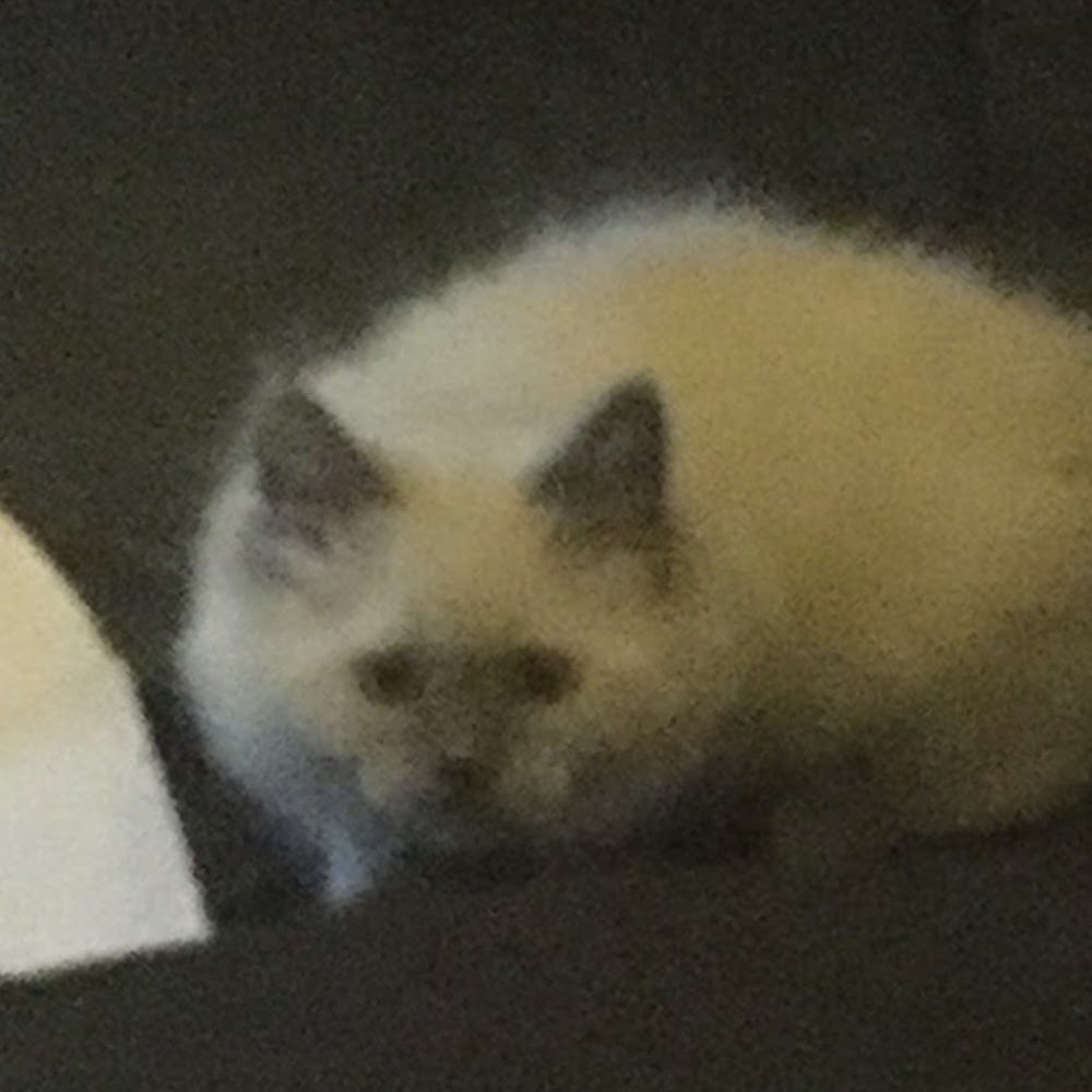 Meet your Posher, .....